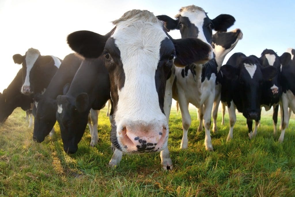 Gödsel från bland annat kor blir biogas och biogödsel.